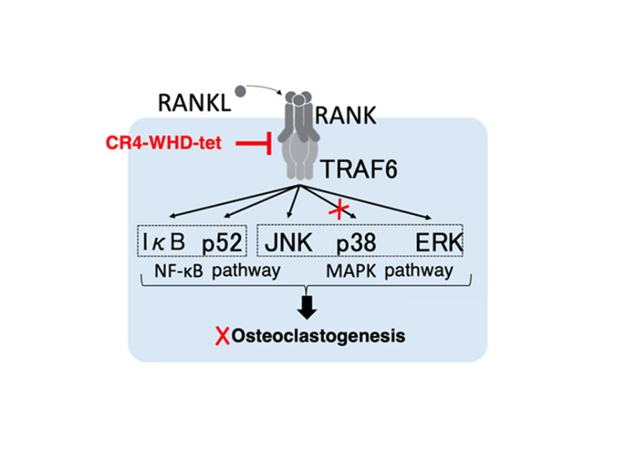 images/knkak/news/Fine-Tuning Osteoclast Development: A Targeted Approach to Bone Disease.jpg  (113491)